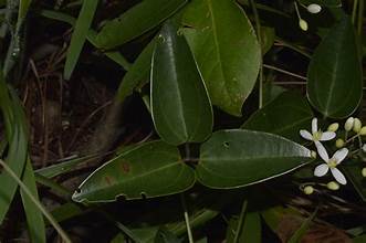 Clematis meyeniana